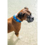 ZEE.DOG Neopro Nyakörv Blue (S)