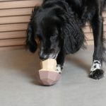 ZEE.DOG Superveggies Gomba