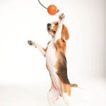 LIKER 5 Cord Zsinóros Labda