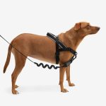 ZEE.DOG Gotham Softer Walk (M)