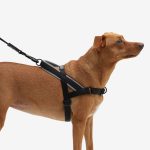 ZEE.DOG Gotham Softer Walk (M)