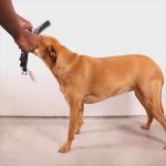 ZEE.DOG Gotham Softer Walk (L)