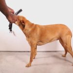 ZEE.DOG Lords Of Zeetown Melted Softer Walk (L)