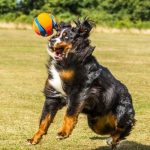 CHUCKIT-Kick-Fetch-Labda-S