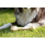 Koko Kávéfa Bot (20 cm)