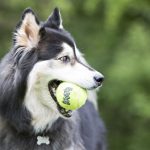 KONG Air Squeaker Teniszlabda  (M) 