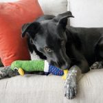 KONG Shakers Cuckoos (M)