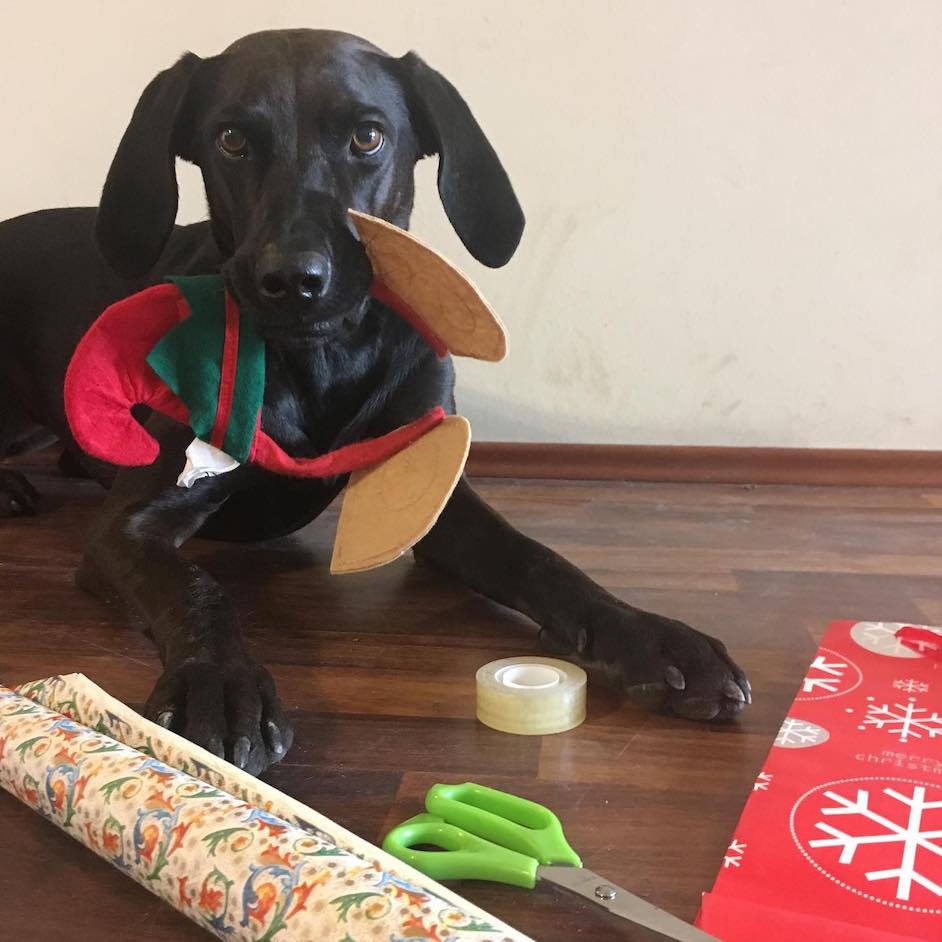 Mi kerüljön kutyánknak a fa alá? - Karácsonyi ajándék ötletek
