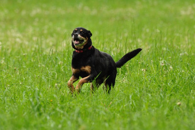 Boldog a kutya, ha Happy Dog száraztáppal eteted